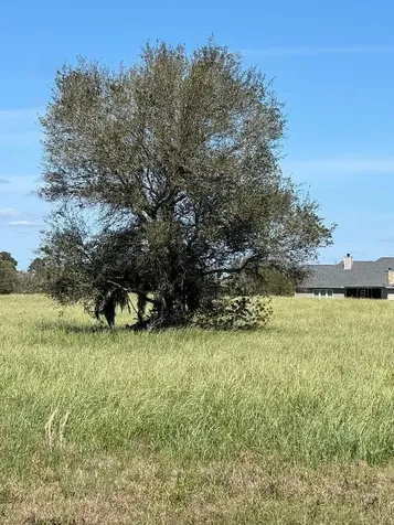 820 Chuckwagon Trail Angleton TX 77515