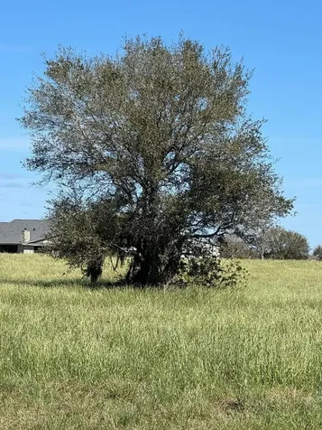 820 Chuckwagon Trail Angleton TX 77515