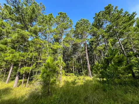 6 Fm 2989 Huntsville TX 77320