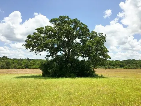 11695 Fm 1511 Oakwood TX 75831