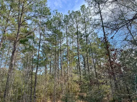 T-1 Zavalla Road Mauriceville TX 77626