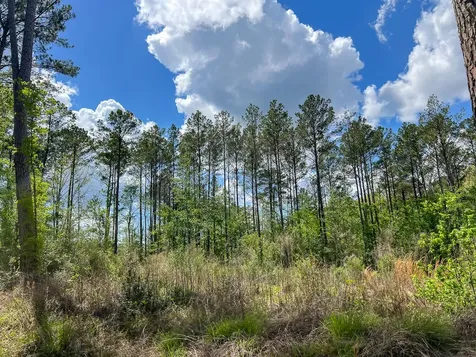 000 County Road 2834 Colmesneil TX 75938