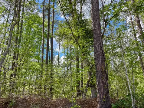 000 County Road 2834 Colmesneil TX 75938