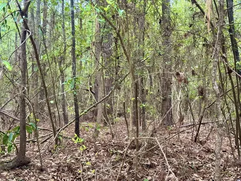 16.7 Acres Co Road 1375 Warren TX 77664