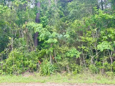 16.7 Acres Co Road 1375 Warren TX 77664