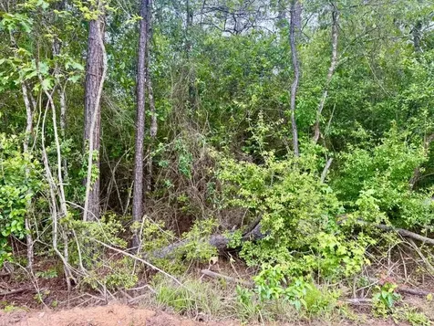 16.7 Acres Co Road 1375 Warren TX 77664
