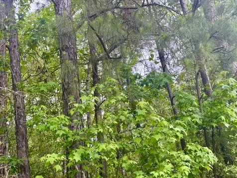 16.7 Acres Co Road 1375 Warren TX 77664