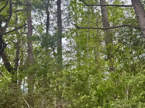 16.7 Acres Co Road 1375 Warren TX 77664