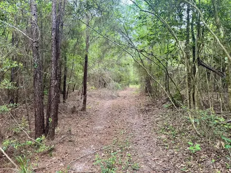 16.7 Acres Co Road 1375 Warren TX 77664