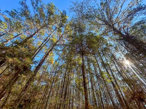000 Forest Service Road 527 Apple Springs TX 75926