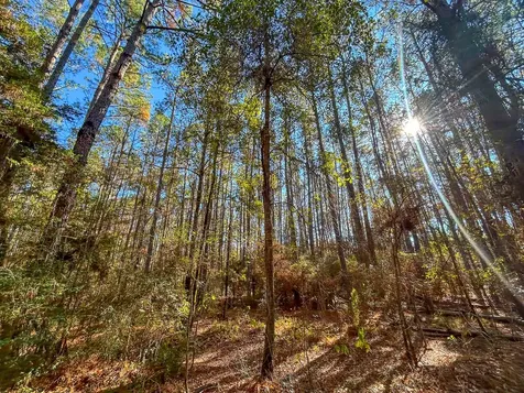 000 Forest Service Road 527 Apple Springs TX 75926