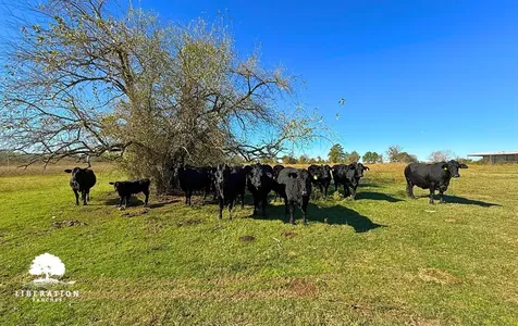 13316-004 Farm To Market Road 2620 Bedias TX 77831