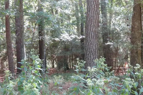 10.24 Acres Townley Ranch Road Dodge TX 77334