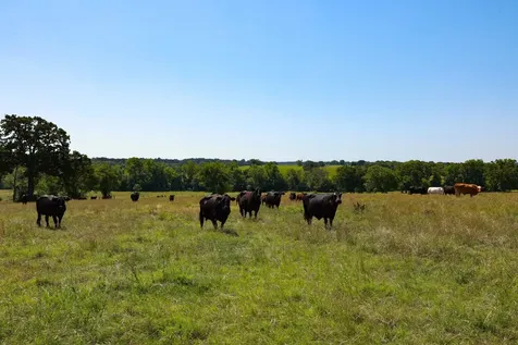 Tract #8 Cr 305 Road Navasota TX 77868