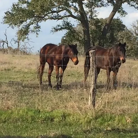 1561 County Road 154 Weimar TX 78934
