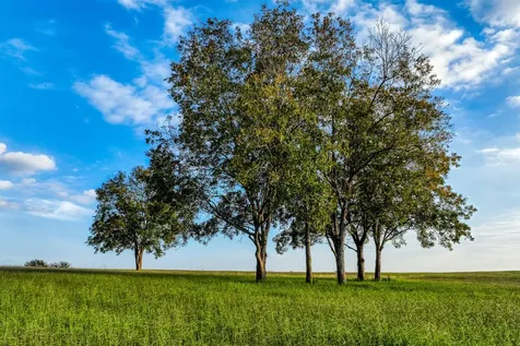 Tbd Sunny Meadow Lot 5 Drive Chappell Hill TX 77426