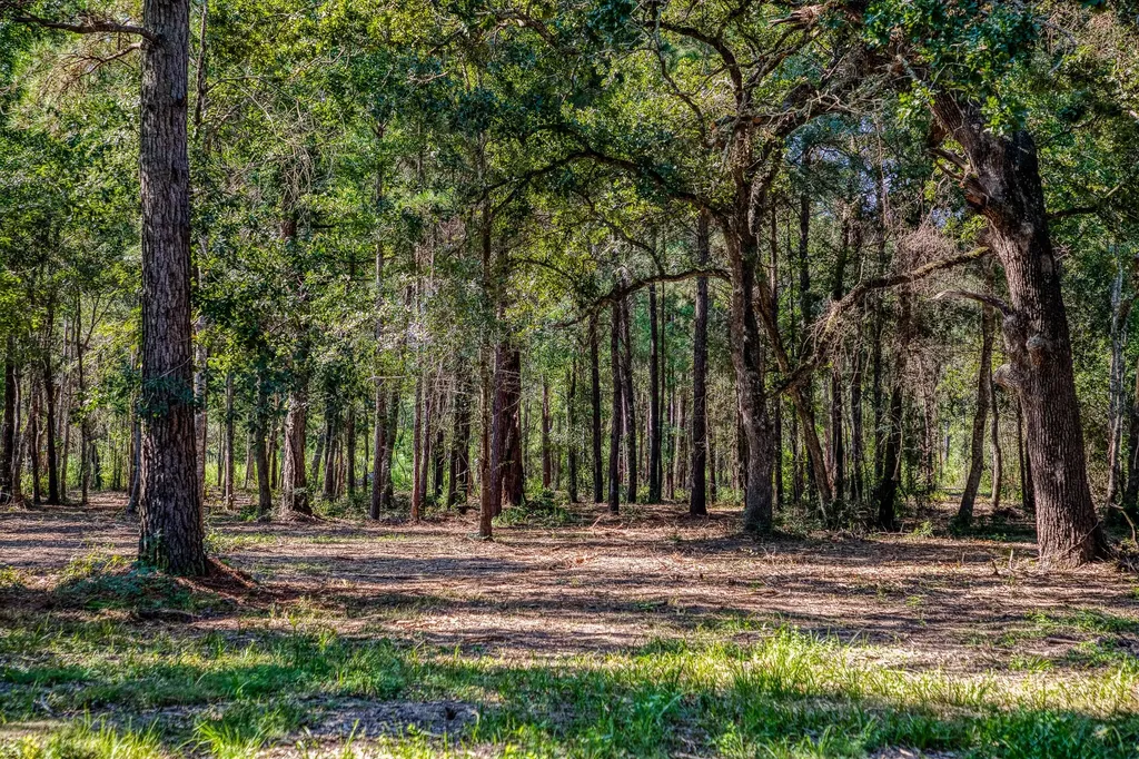 31801 Reids Prairie Road Waller TX 77484