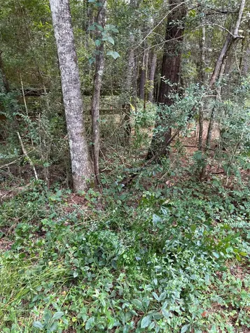 000 Bergman Drive Magnolia TX 77355