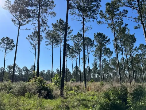 T-8 Fountain Creek Road Groveton TX 75845