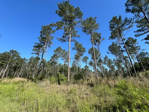 T-8 Fountain Creek Road Groveton TX 75845