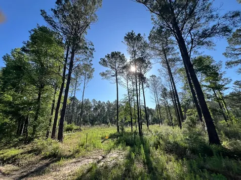 T-8 Fountain Creek Road Groveton TX 75845
