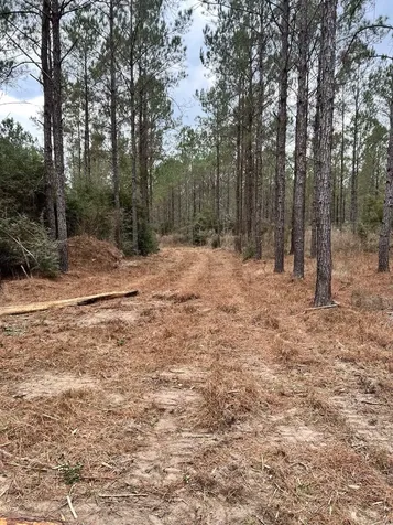 462 Timber Road Livingston TX 77351