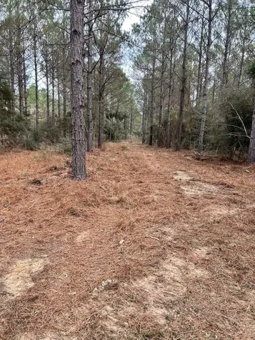 462 Timber Road Livingston TX 77351