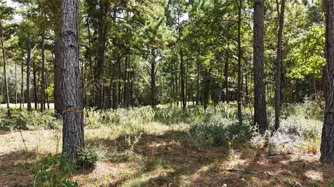 Tbd Cherokee Trail Lovelady TX 77851