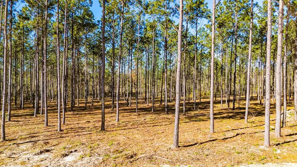 Lot 13 Big Buck Drive Moscow TX 75960