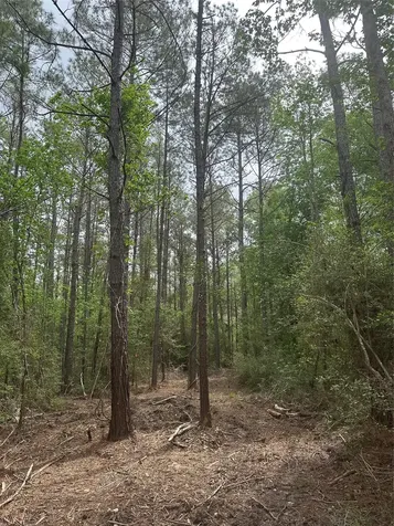 Tbd Cr 3114 Buna TX 77612