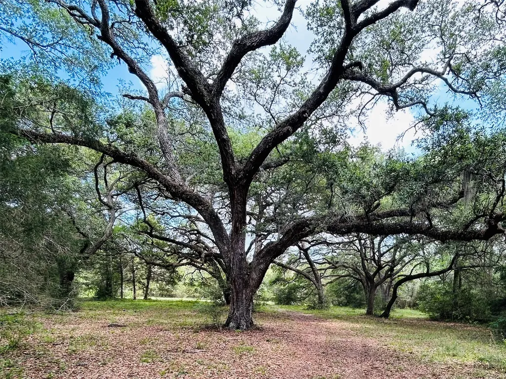 32 Acres Dunlavy Cat Spring TX 78933