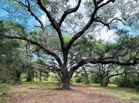 32 Acres Dunlavy Cat Spring TX 78933