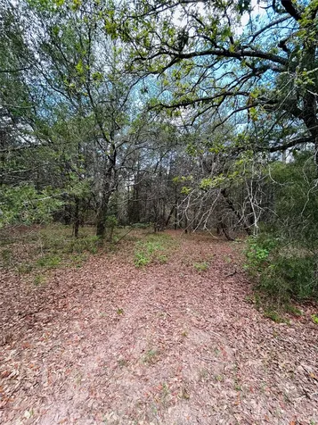32 Acres Dunlavy Cat Spring TX 78933
