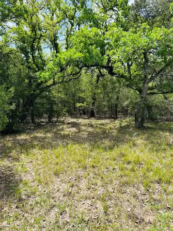 32 Acres Dunlavy Cat Spring TX 78933
