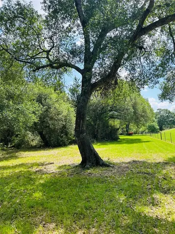 32 Acres Dunlavy Cat Spring TX 78933
