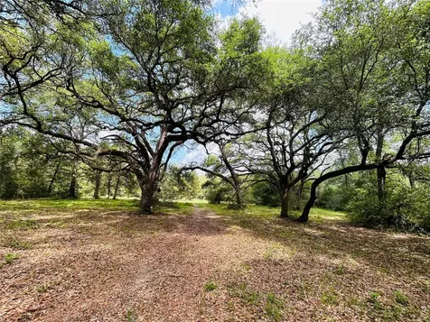 32 Acres Dunlavy Cat Spring TX 78933