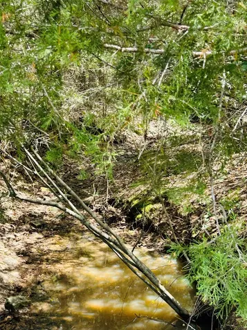 32 Acres Dunlavy Cat Spring TX 78933