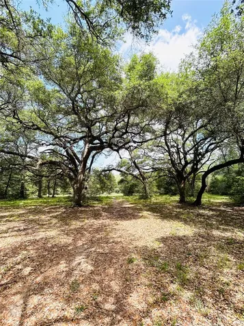 32 Acres Dunlavy Cat Spring TX 78933