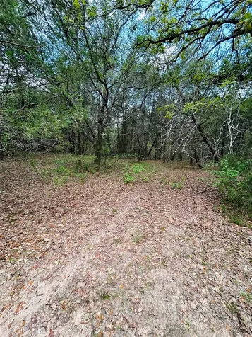 32 Acres Dunlavy Cat Spring TX 78933
