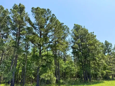 1 Lost Creek Road Lovelady TX 75851