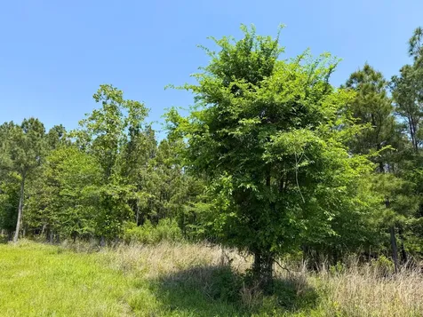 1 Lost Creek Road Lovelady TX 75851
