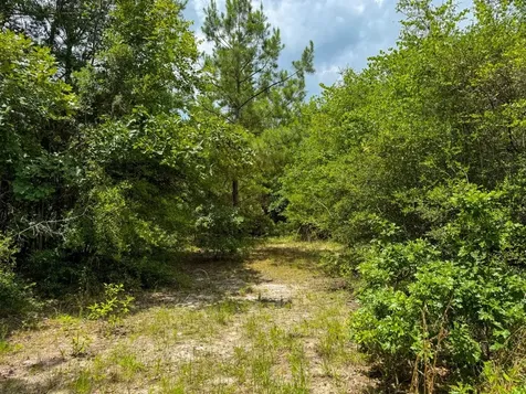 Tbd County Road 3145 Colmesneil TX 75938