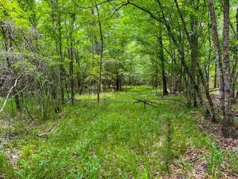 Tbd County Road 3145 Colmesneil TX 75938