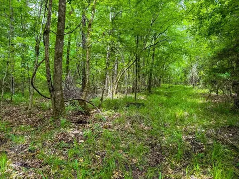 Tbd County Road 3145 Colmesneil TX 75938
