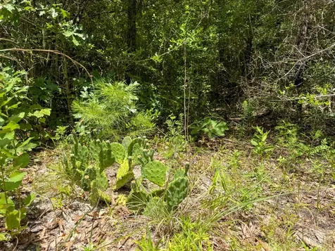 Tbd County Road 3145 Colmesneil TX 75938