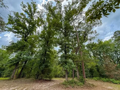 Tbd County Road 3145 Colmesneil TX 75938