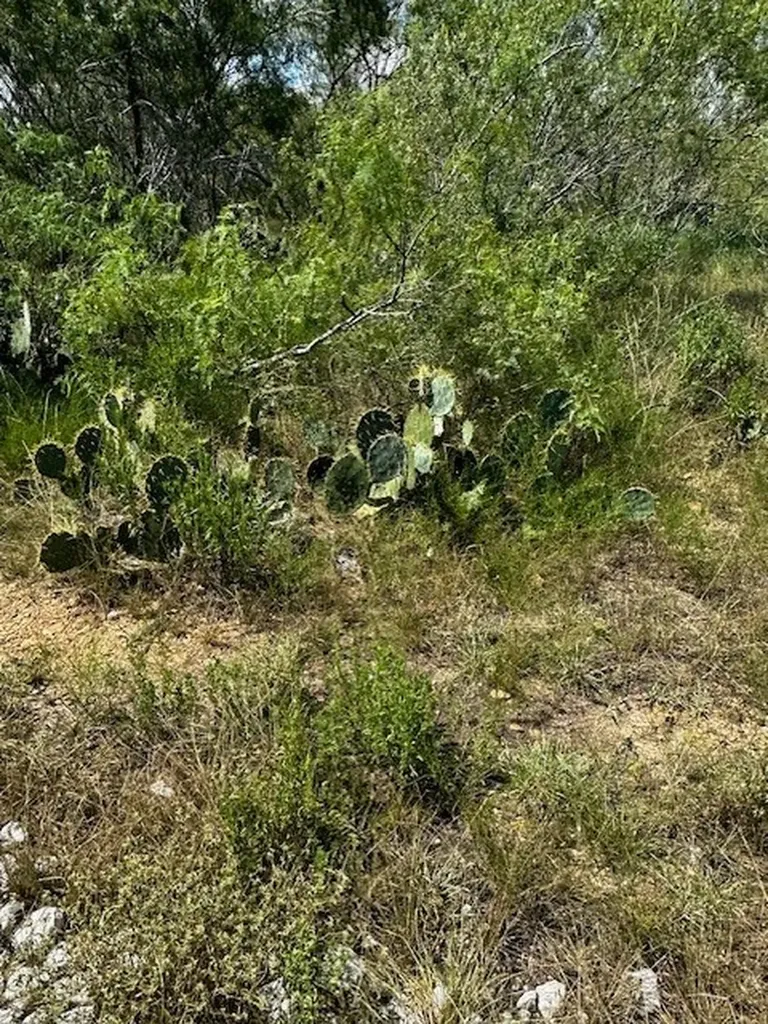 Lot 4 County Road 420 Waelder TX 78959