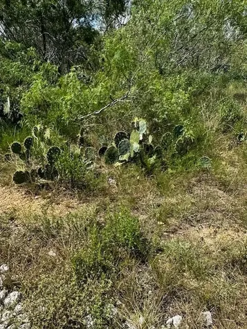 Lot 4 County Road 420 Waelder TX 78959
