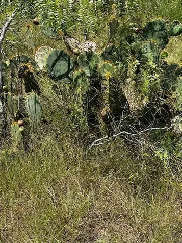 Lot 4 County Road 420 Waelder TX 78959
