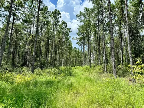 0 Slim Palmer Road Zavalla TX 75980